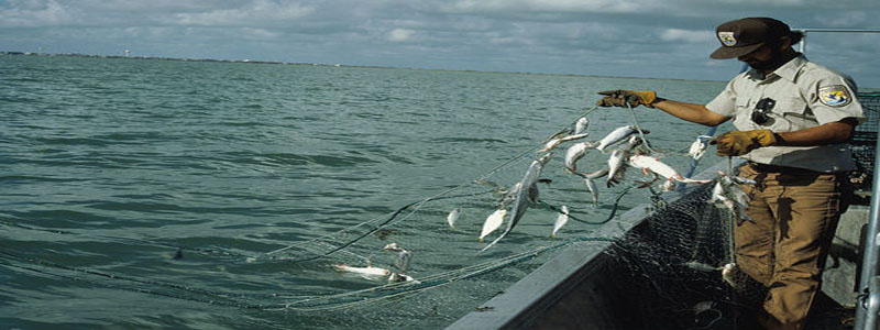 Fishing Scissors
